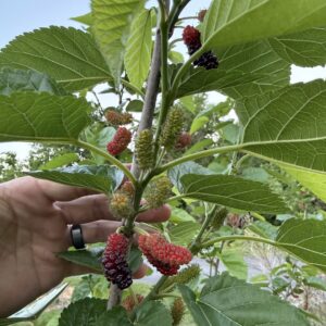 3 Everbearing Mulberry Cuttings