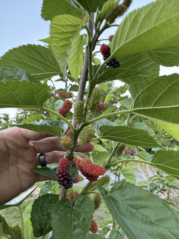 3 Everbearing Mulberry Cuttings