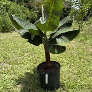 Double Mahoi Banana
