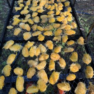 Turpentine Mango Seeds