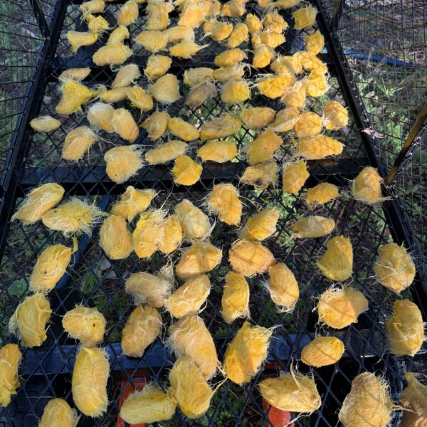 Turpentine Mango Seeds