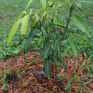 Dwarf Hawaiian