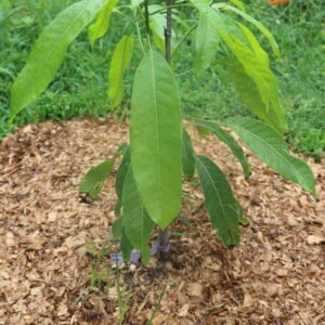 Guava