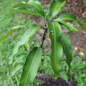 Lemon Meringue
