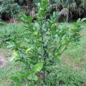 Matt's Giant Black Sapote