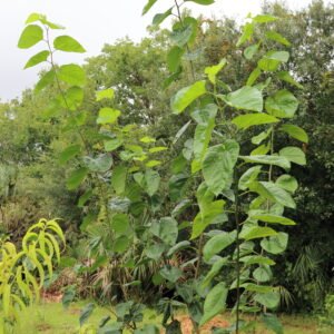 Pakistan Mulberry