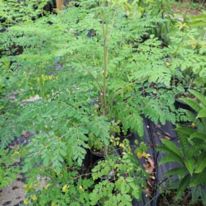 Moringa