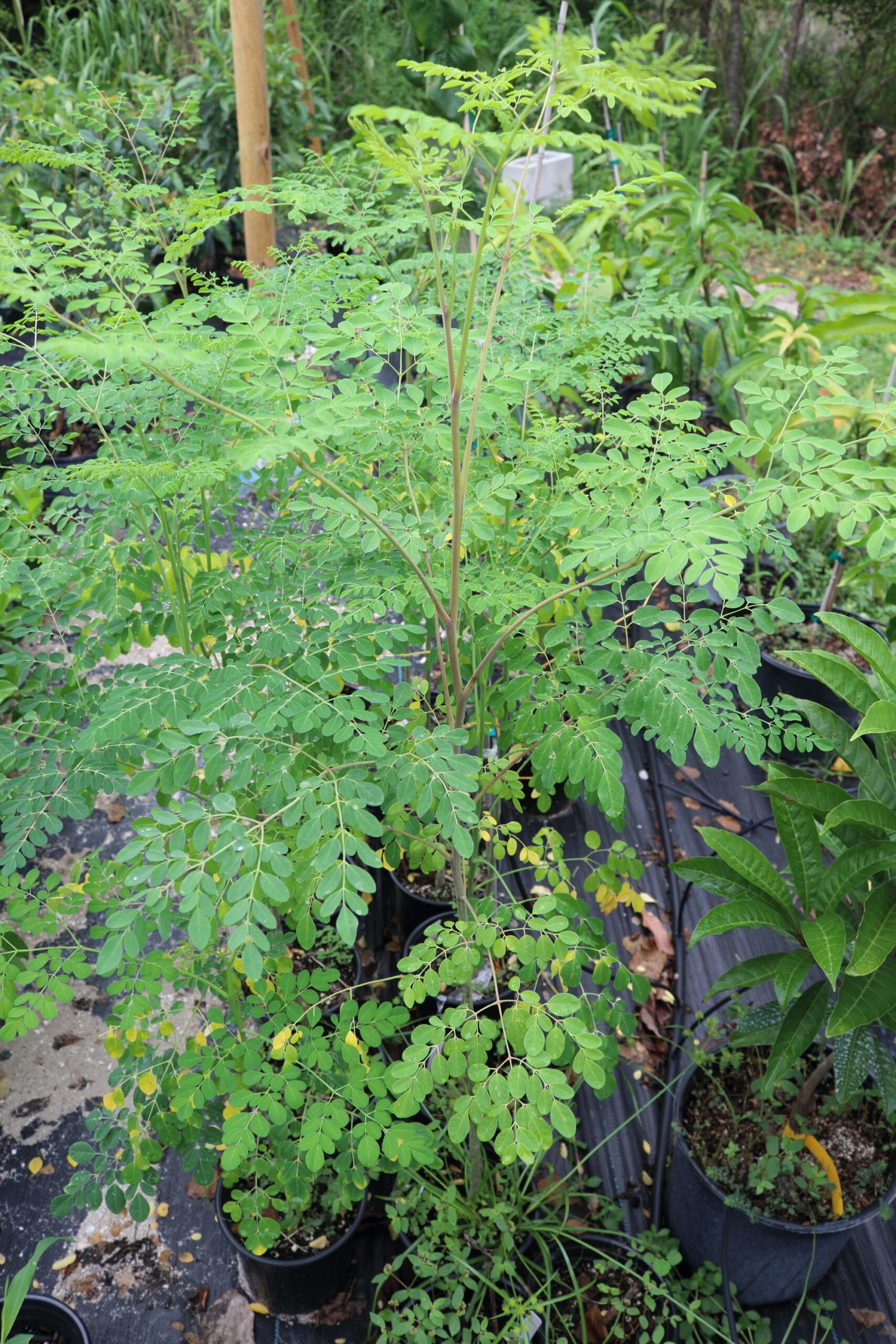 Moringa