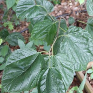 Tice Mulberry