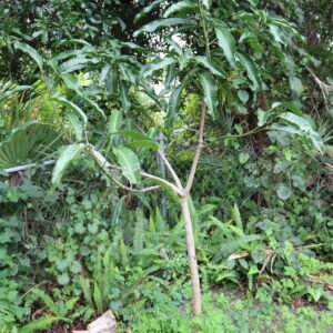 Mahachanok