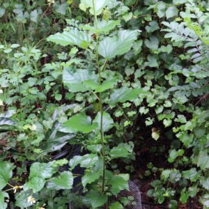 Thai Dwarf Mulberry
