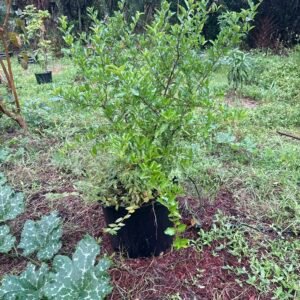 Barbados Cherry