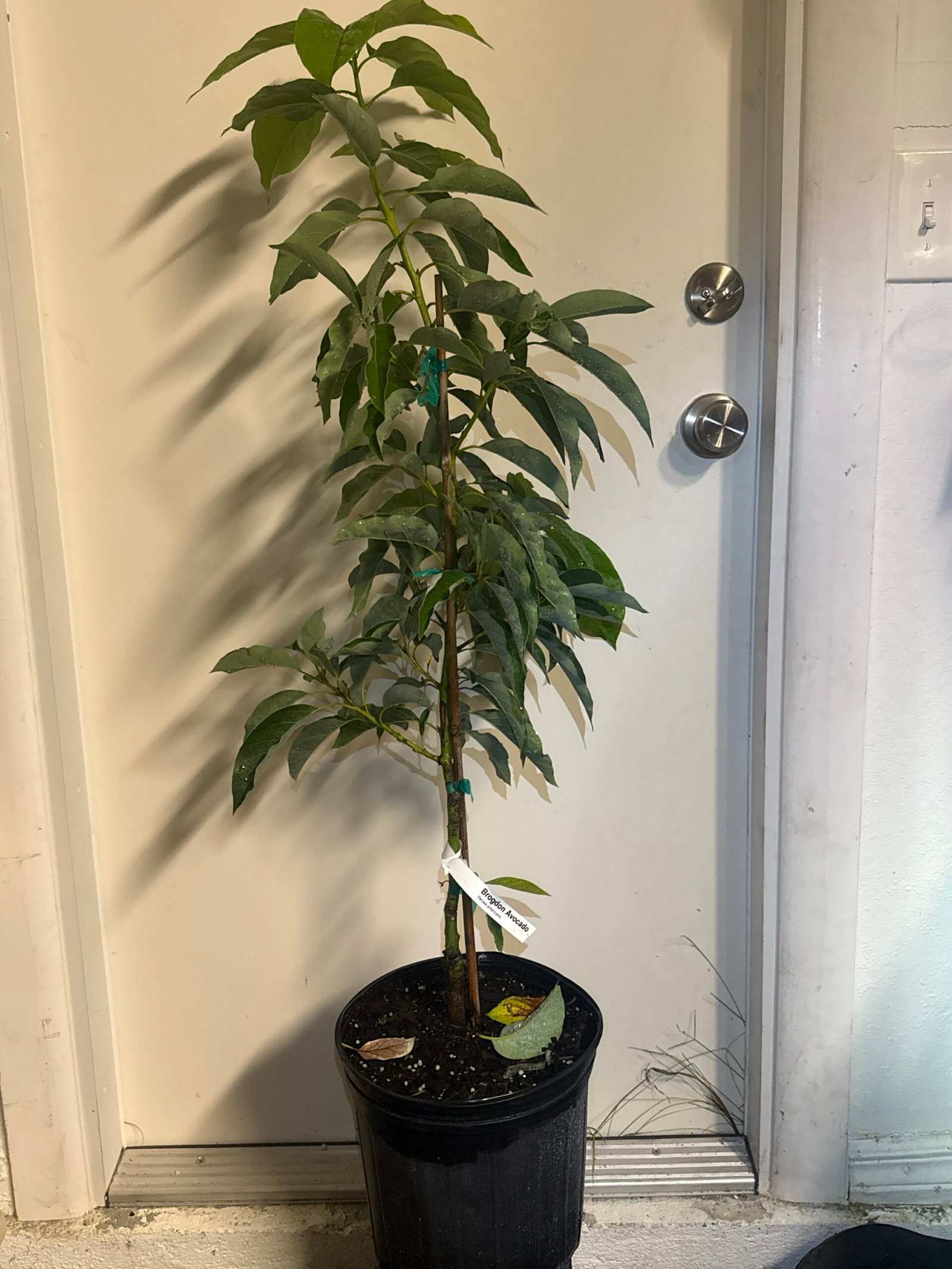 Brogdon Avocado