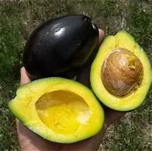 Brogdon Avocado - Image 2