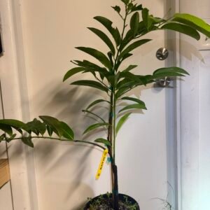 Zill Black Sapote