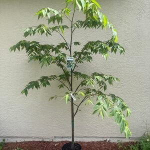 Strawberry Tree