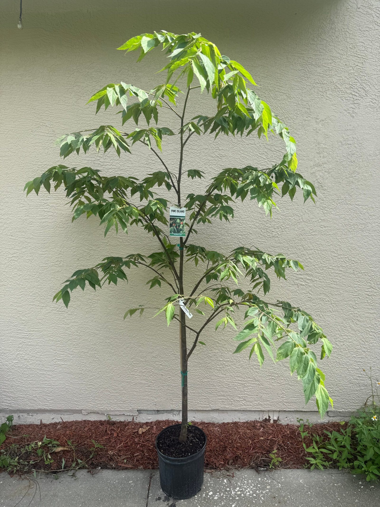Strawberry Tree
