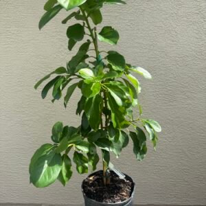 Catalina Avocado